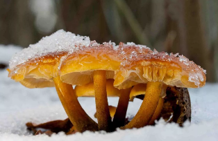 Zimní houby